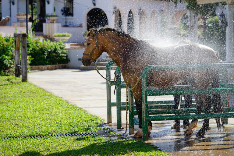 summer horse care