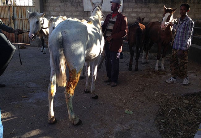 group of working horses in ethiopia