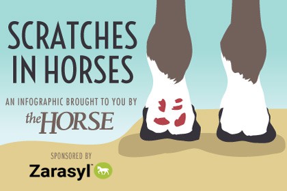 Scratches in Horses