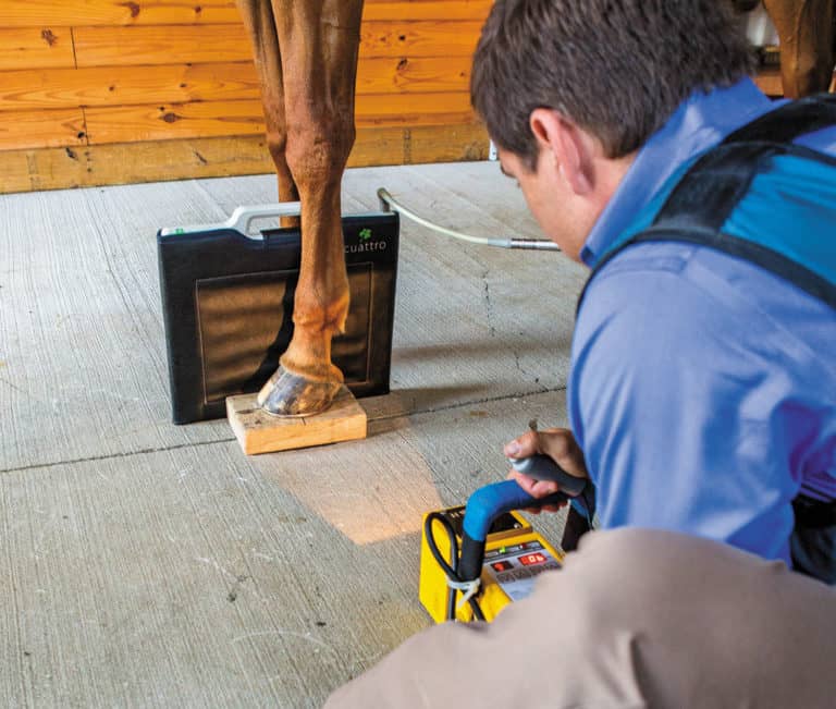 Taking Radiographs of Horse Hoof