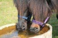 horse hydration