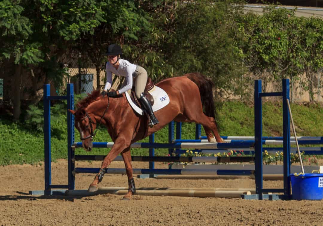 Why Does My Horse Stumble After Jumping? The Horse