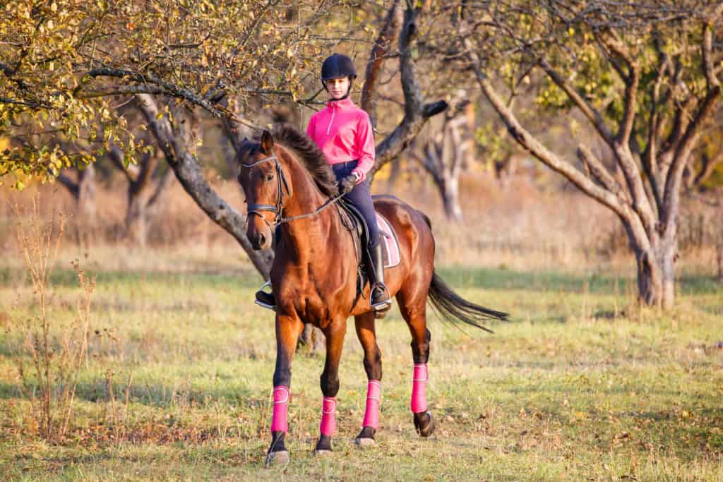 schoolmasters as school horses