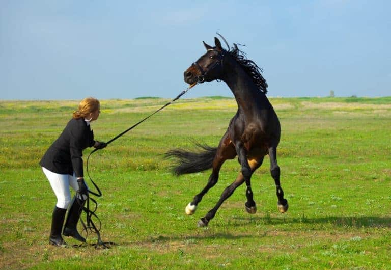 Horse Acting Up on Longe Line