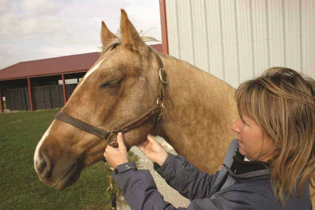 Taking Horse's Pulse