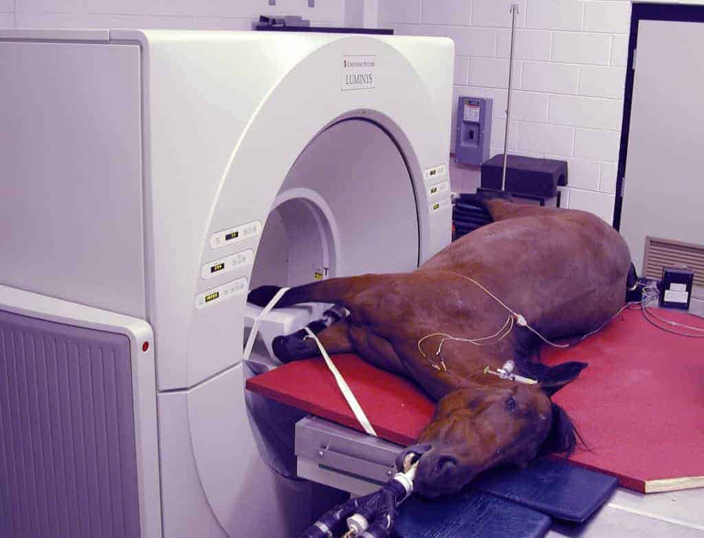 Practical Methods for Preventing Fractures in Racehorses