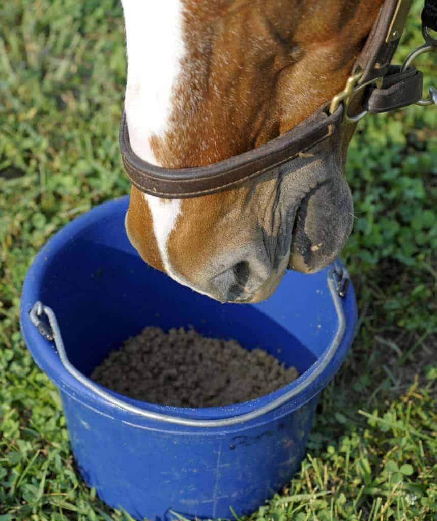 Dysphagia in Horses Difficult to Diagnose