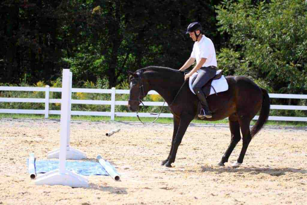 Investigative Behavior's Influence on Horse Jumping