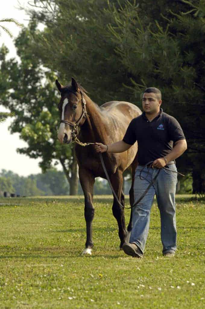 Behavioral Differences Between Colts and Fillies Examined