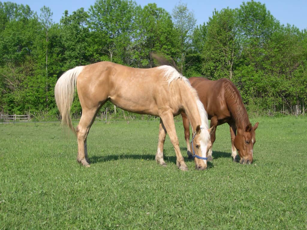 Palomino and sorrel grazing