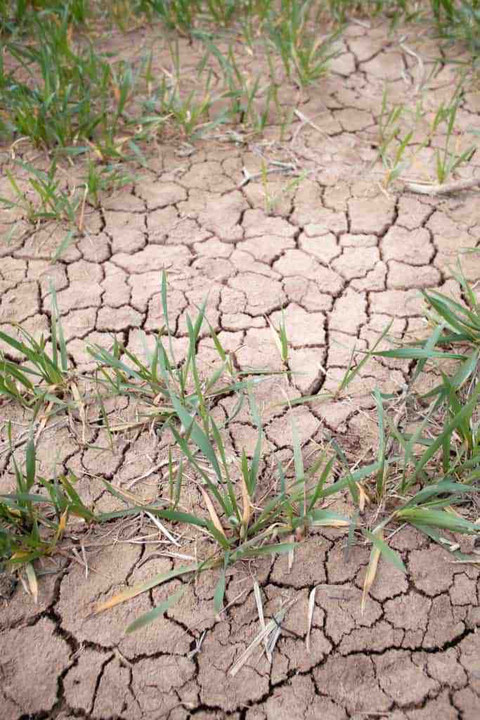 Horse Owners in Southern United States Challenged by Drought