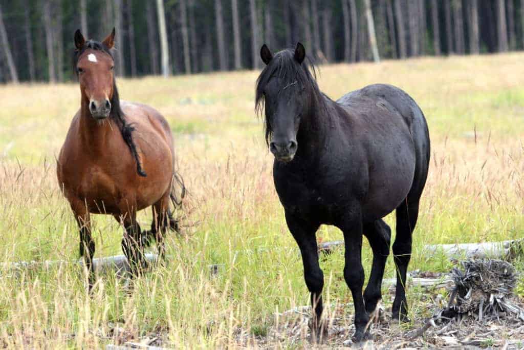Canadian Wild Horses at Center of Controversy