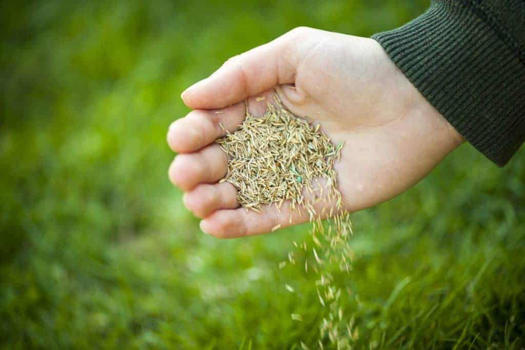 Recommendations for Overseeding Horse Pastures