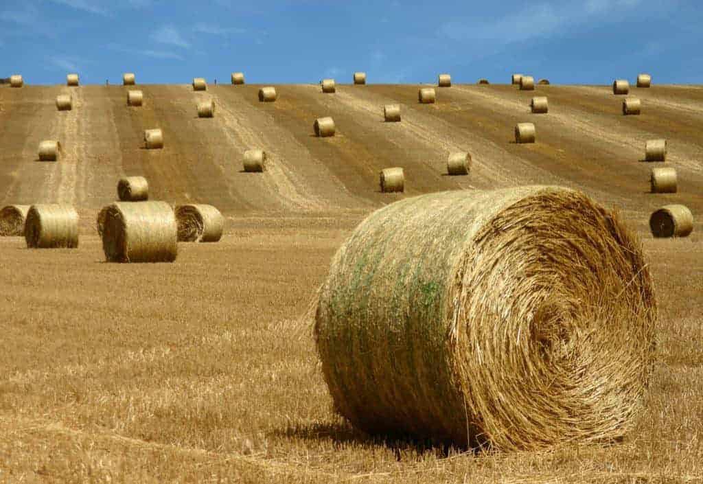 Hay Shortage Hits Texas