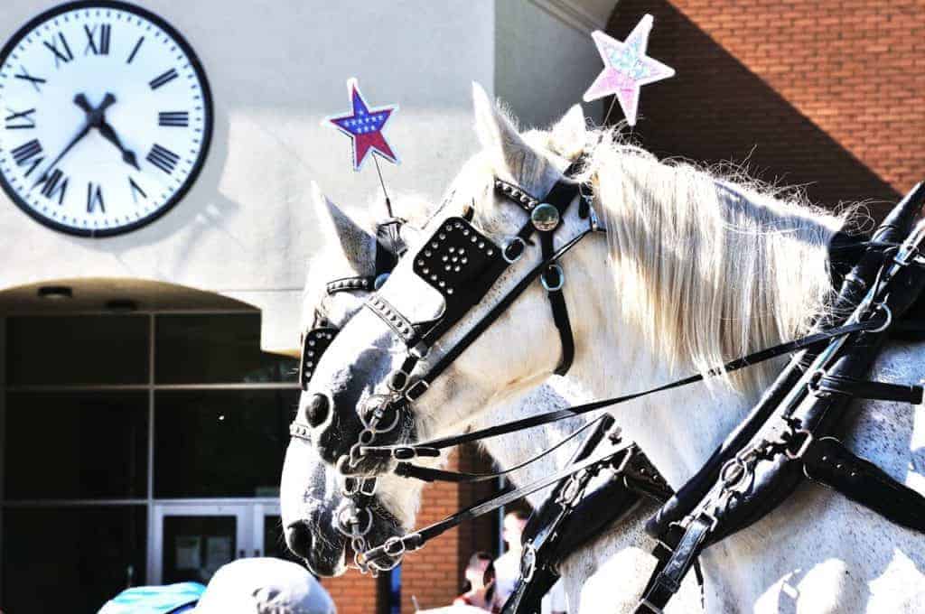 Parade Protocol Recommendations for Horses