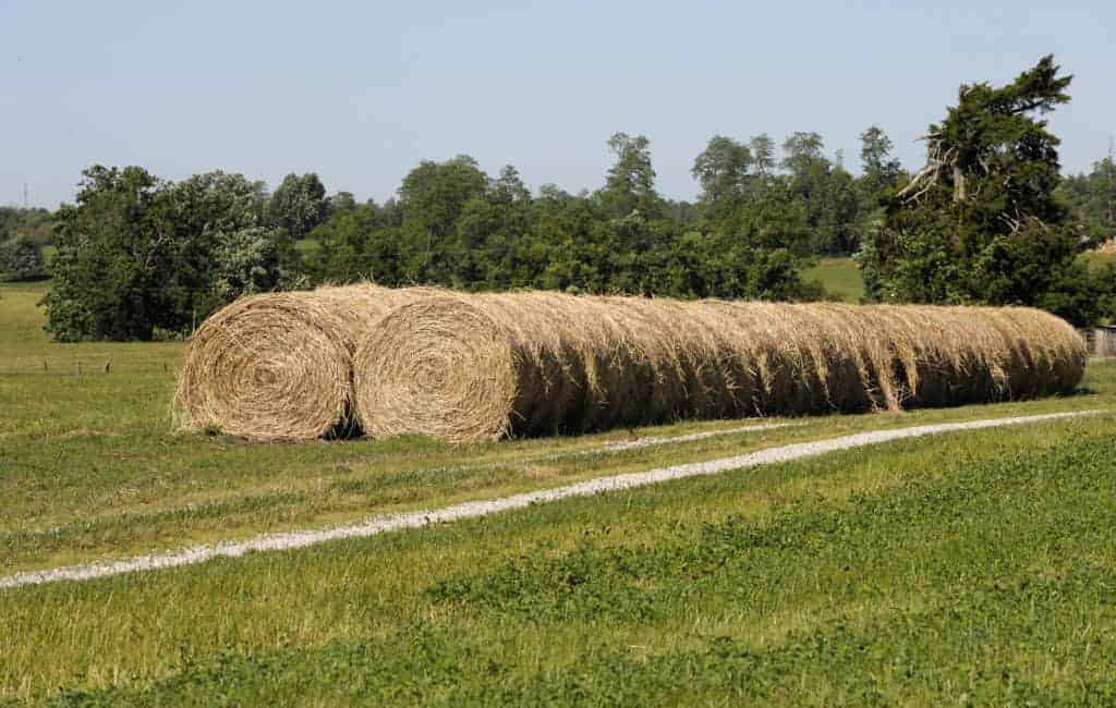 Hay Producers: Quality Second Cutting Still Likely