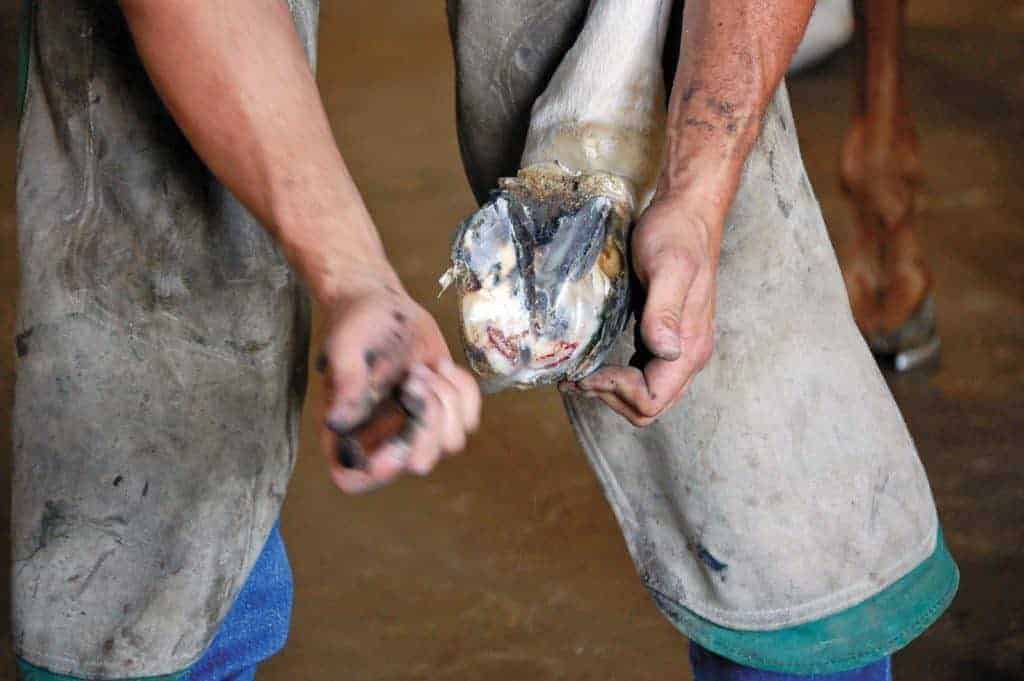 equine soundness professionals; Hoof Care White Line Disease