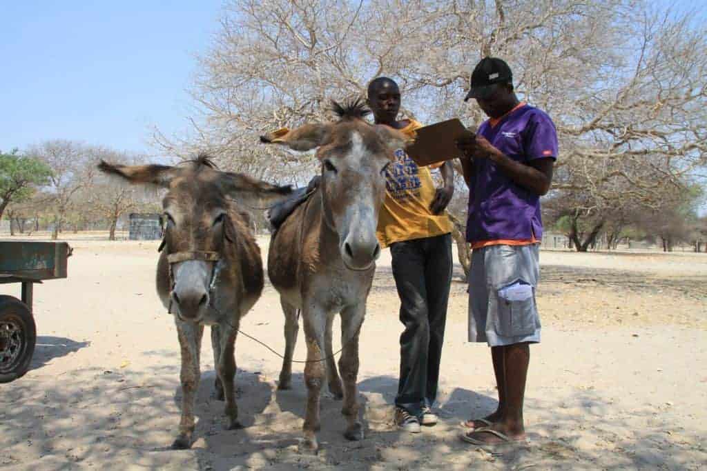 British Charity Helps Botswana's Donkeys to Glow in the Dark