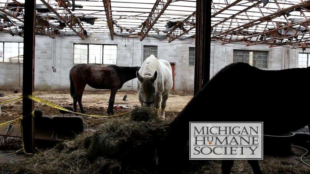 Horses Removed from Detroit Warehouse