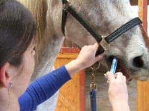 Deworming Gray Horse