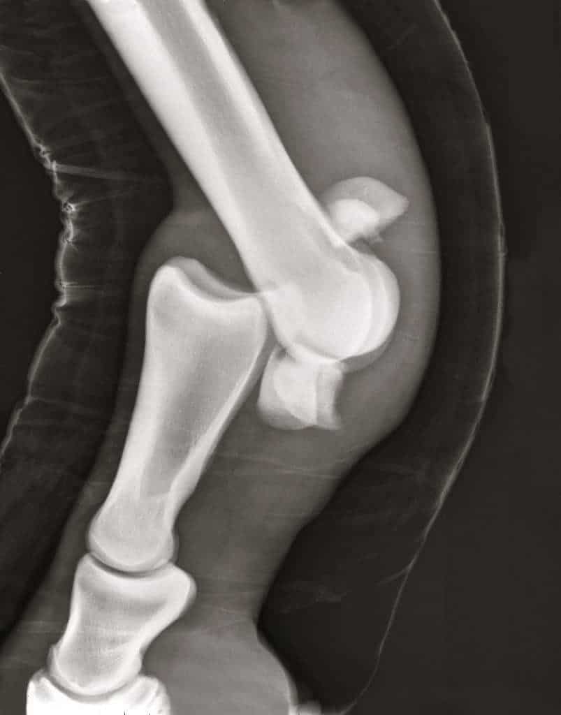 Influences on Equine Fracture Healing