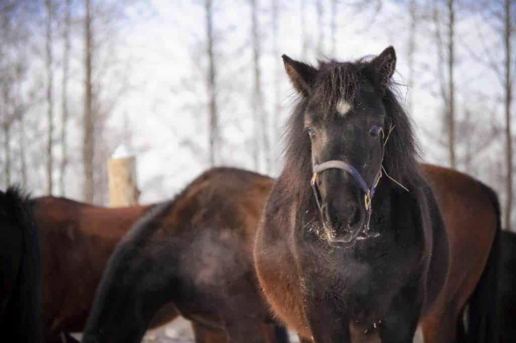 Fuzzy Horse in Winter