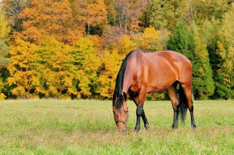 Fall Feeding Tips for Horses