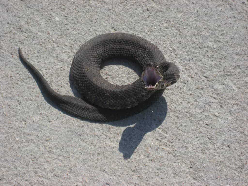 Snakes Linked to Spread of Equine Encephalitis Virus