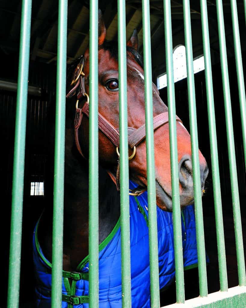 Bramlage: Rest Needed to Keep Horses Sound