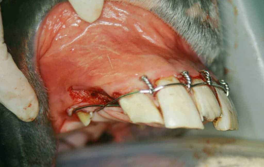 New Concepts in Equine Skull Fracture Repair