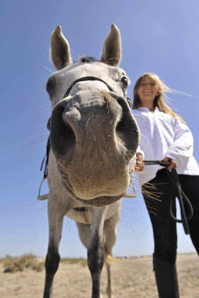 Study: Horse Owners Best Predictors of Equine Motivation