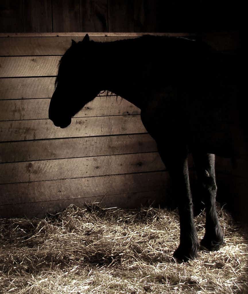 Researchers Evaluate Horses as Model of Human Depression