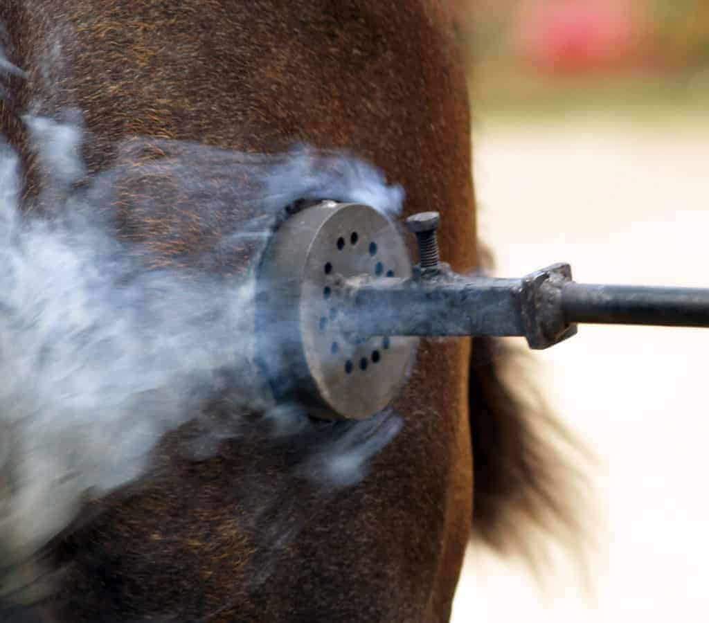 Study Finds Equine Hot Brands Difficult to Decipher