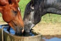 do fish help keep horse water tanks clean; iron overload in horses; Horses drinking from pasture waterer