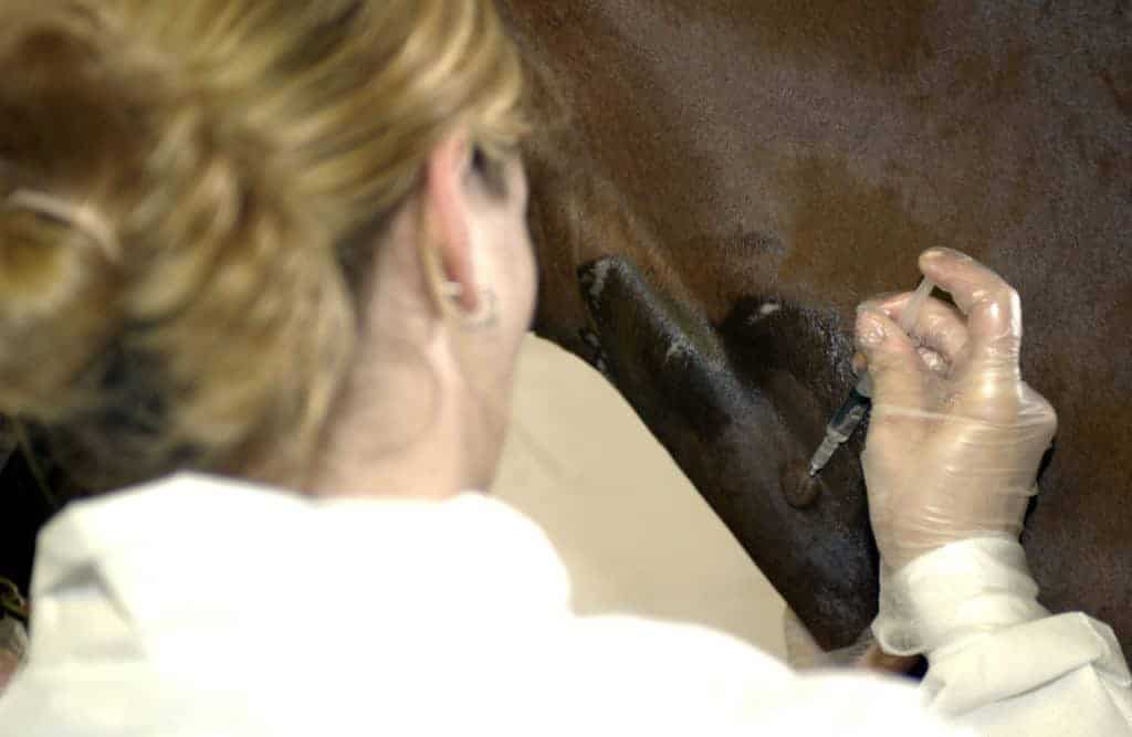 Dexamethasone Administration Routes in Horses Compared