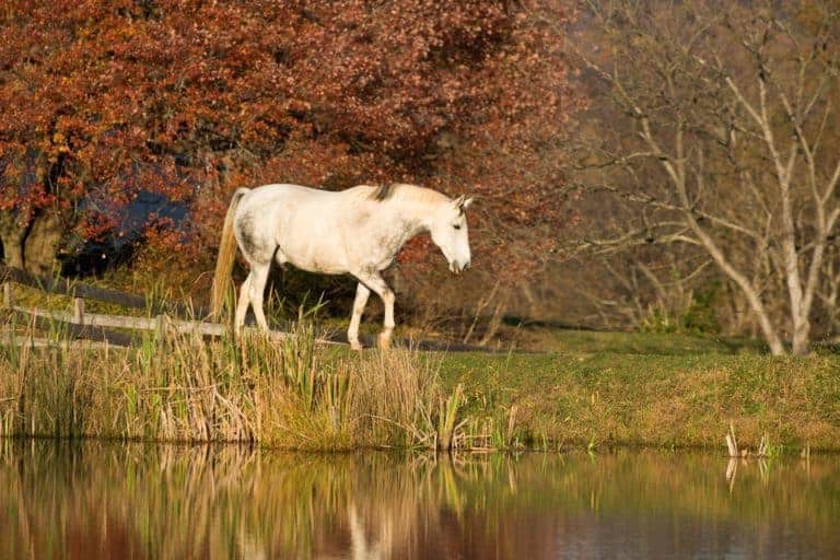 insulin resistance in horses; Minimizing Laminitis Risk in EMS Horses