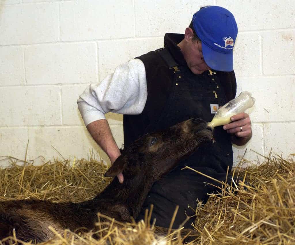 How to Feed an Orphan Foal