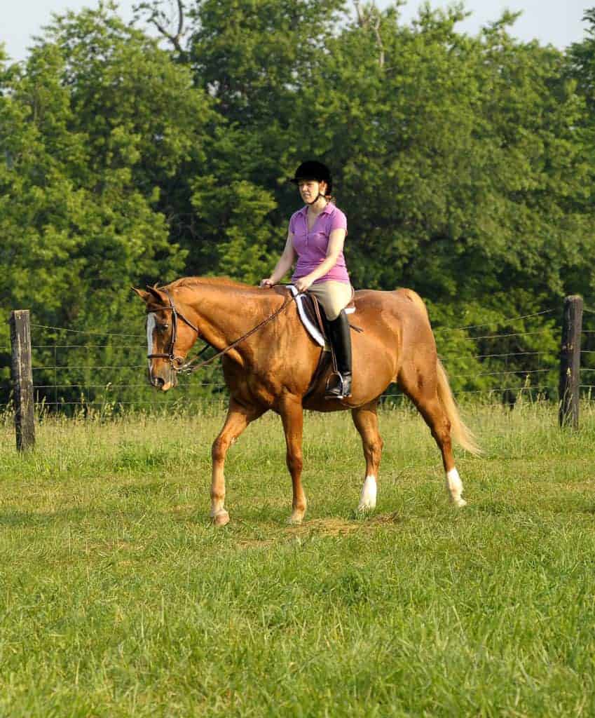Exercise Increases Insulin Sensitivity in Horses