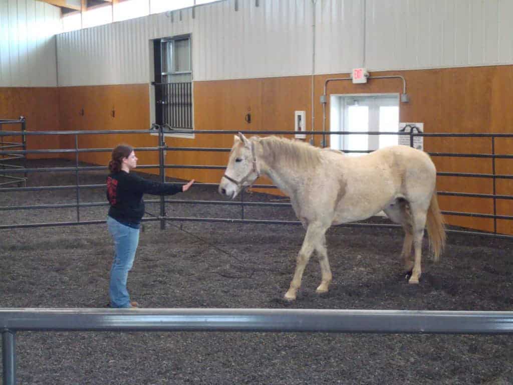 UK Launching Study of Equine-Guided Leadership in Nurses