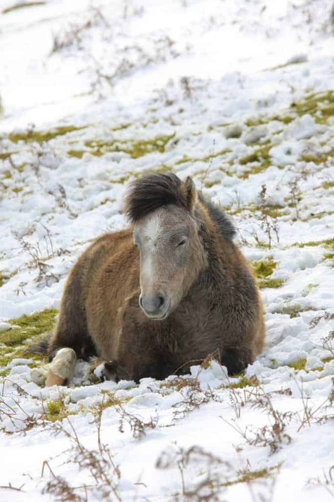 Domestic Equids Can Still 'Chill' Like Their Ancestors
