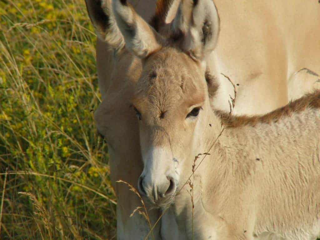 Scientists Work to Save Persian Onager from Extinction
