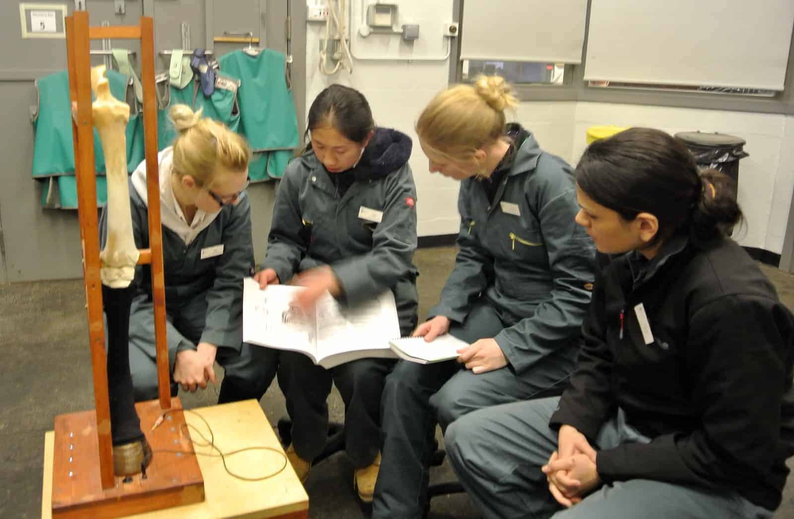 Equine Joint Injection Simulator Created for Vet Students – The Horse