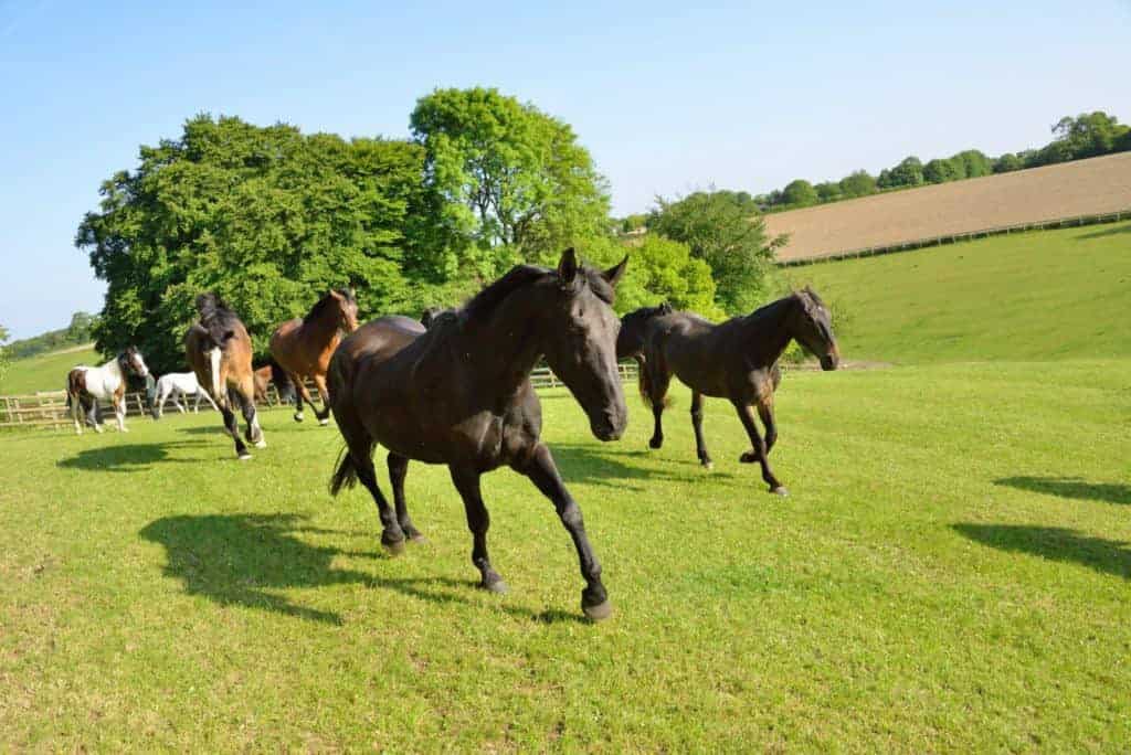 The Horse Trust Named BVNA's 2013 Charity of the Year