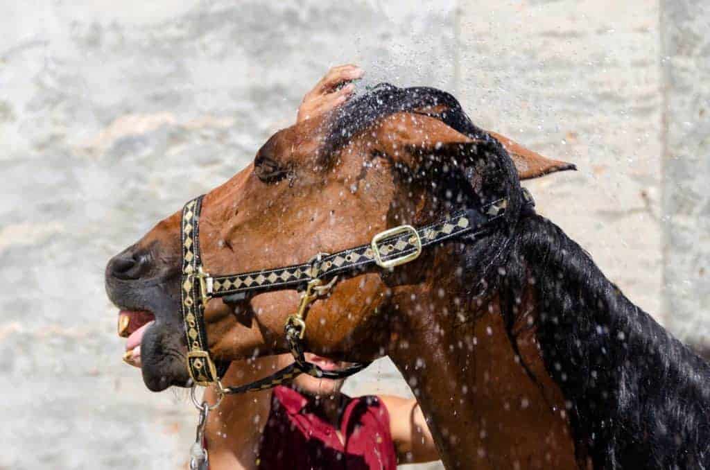 Understanding Horse Behavior Might Prevent Human Injury