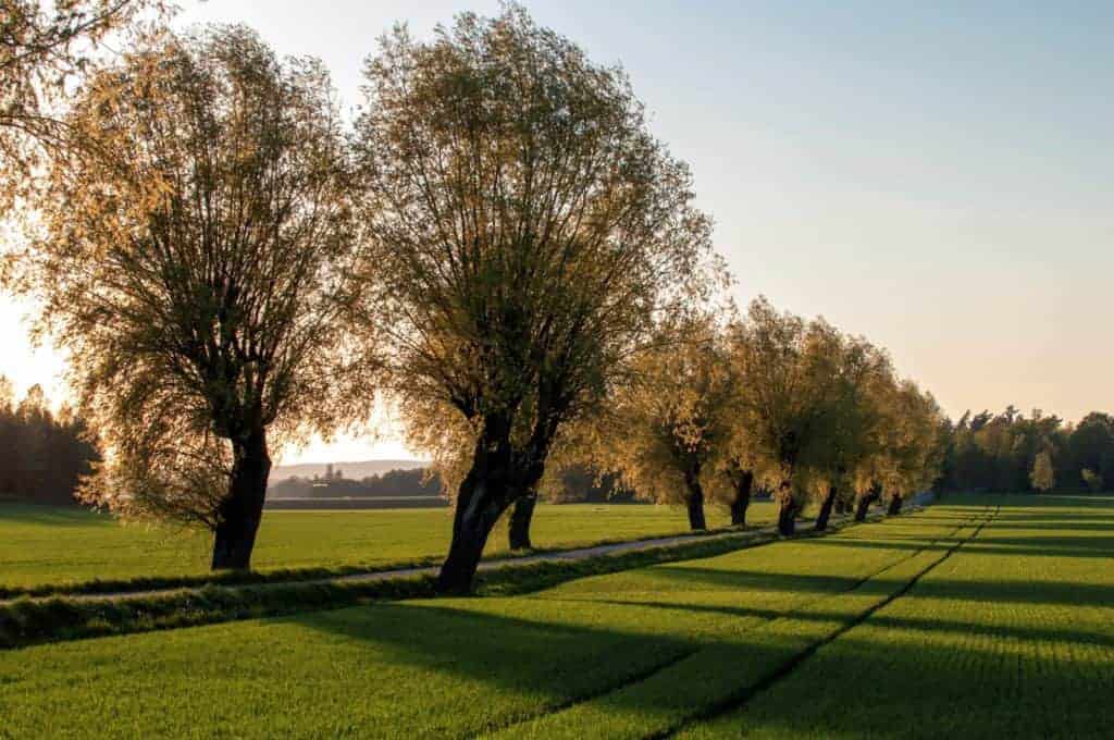 Protect Horses from Dying Ash Trees and Wildfire Threat