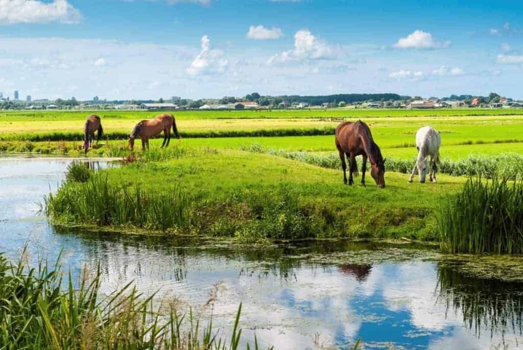Understanding Equine Monocytic Ehrlichiosis
