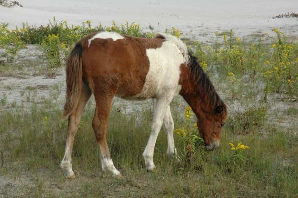 Course Will Explore Equine Welfare Practices Worldwide