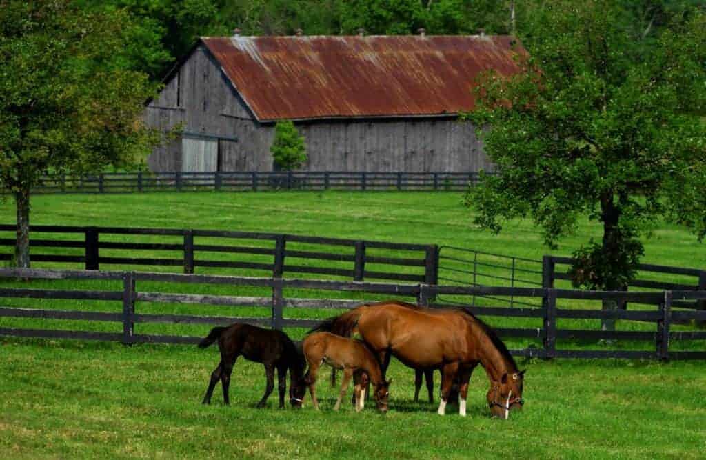 Kentucky's Equine Industry has $3 Billion Economic Impact