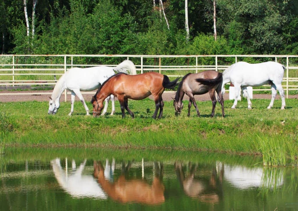 Horses Grazing by Pond, potomac horse fever tennessee; Potomac horse fever in a Maryland pony