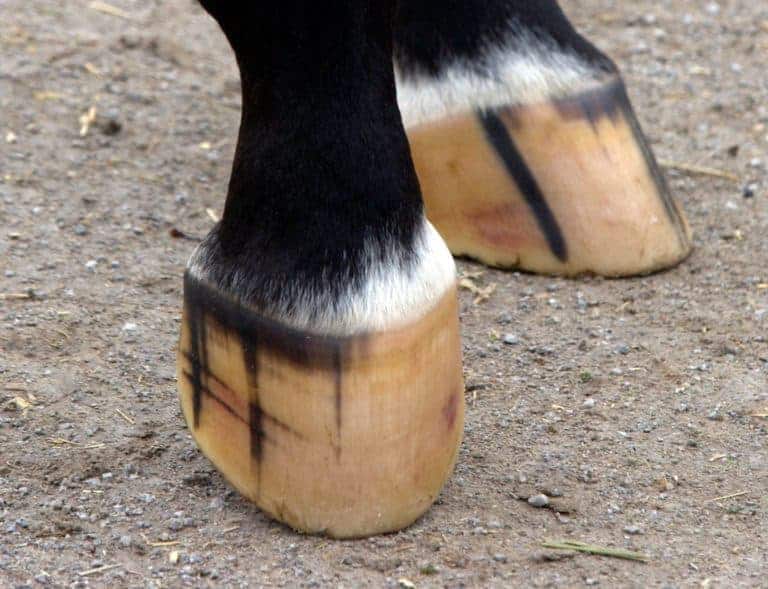 Physical Exam of the Horse Hoof